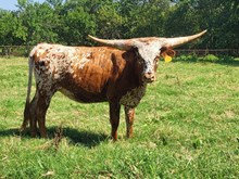 Dustys Gypsy HCL