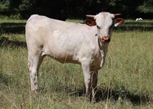 Heifer calf 2023 JustifyxHotDamHCL