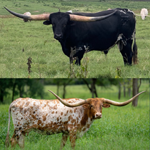 Dark Dust x Jungle Cat