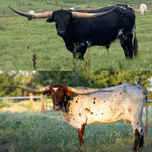 🔵🦆 Dark Dust x Playlist 