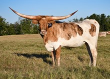 DB Texas Chill