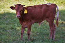 BULL CALF