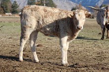 Golden Rod heifer