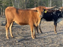 Heifer calf 2023 Judgement BCB x Leading Lady
