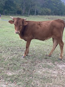 POR Heifer 508