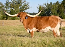 JL Sweet Emotion 104