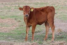 Heifer calf Judgement BCB x Leading Lady