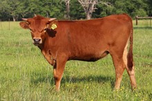 Heifer calf 2023 Judgement BCB x Leading Lady