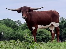 Cowboy's Paradise HCL